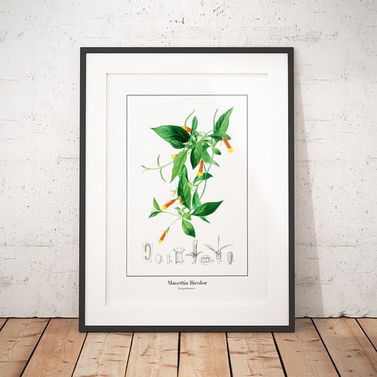 Plakat botaniczny Gorczykowiec trochę na ścianę