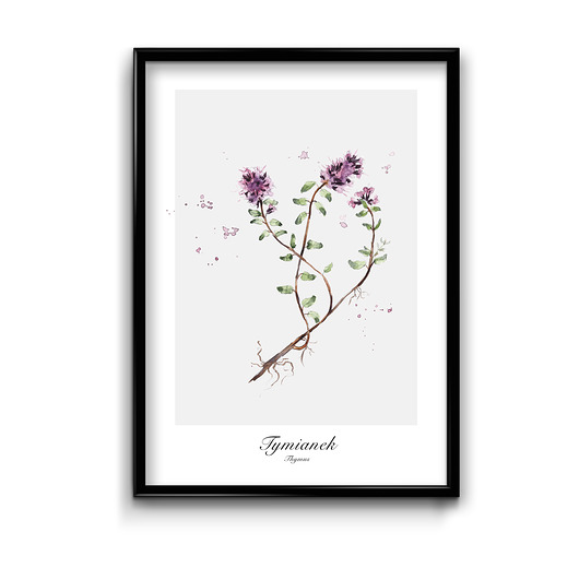 plakaty Plakat Tymianek
