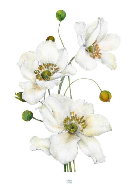plakaty Plakat Anemone hupehensis