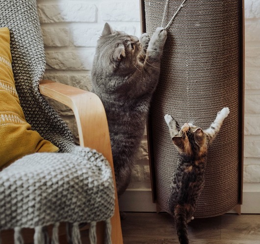 Bellycat Misspaper