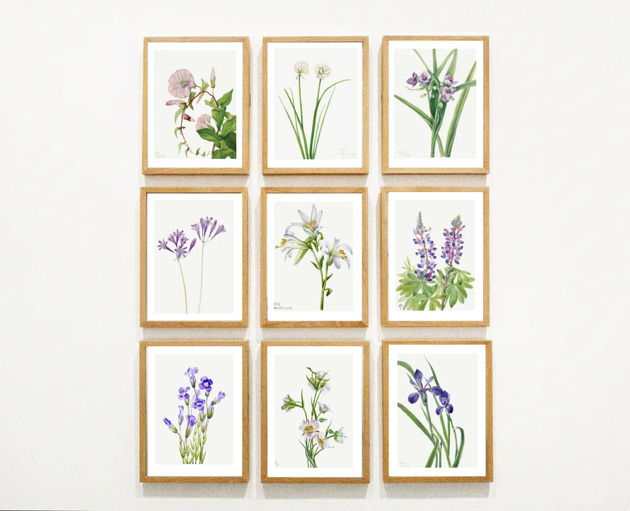grafiki i ilustracje PLAKATY  botaniczne grafiki vintage kwiaty