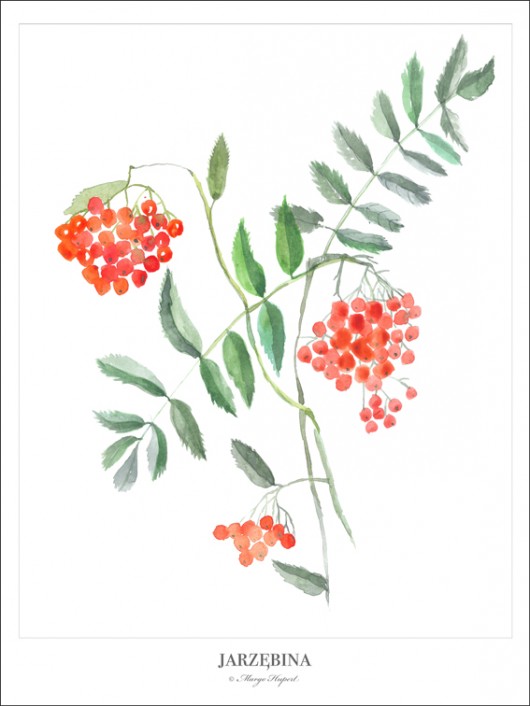 JARZĘBINA /ROWAN plakat/poster, wydruk cyfrowy Margo Hupert