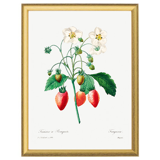 Botaniczne ilustracje - Truskawka White Rose Peonies 