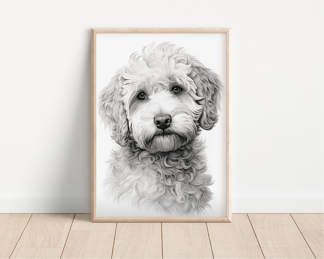 plakaty Plakat lagotto romagnolo