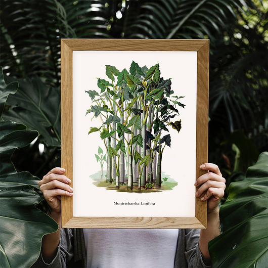 Plakat botaniczny Montrichardia Linifera trochę na ścianę