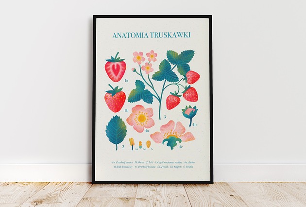 plakaty Plakat botaniczny "Anatomia truskawki" 40x50cm