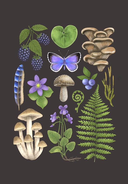 plakaty Plakat "Runo Leśne" brązowe tło 30x40cm