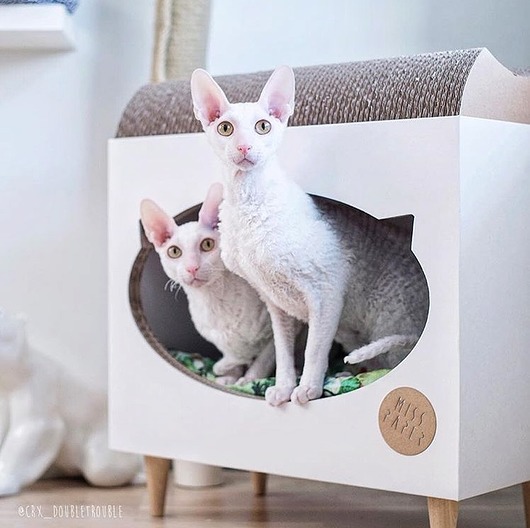 legowiska dla psów i kotów TVcat domek+ drapak dla kota