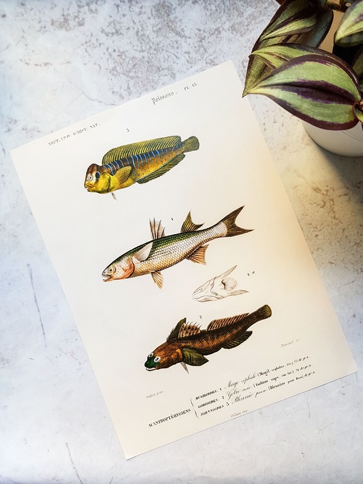 plakaty Plakat, Rycina Vintage -  Ryby
