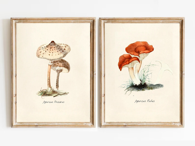 grafiki i ilustracje DWA PLAKATY vintage grzyby