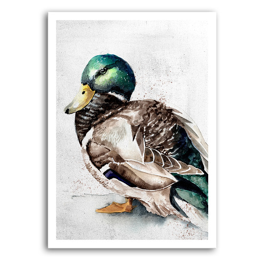 obrazy OBRAZ NA PŁÓTNIE -KACZOR AKWARELA  40x60cm