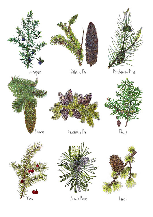 grafiki i ilustracje Iglaki - grafika na ścianę- ilustracja- las