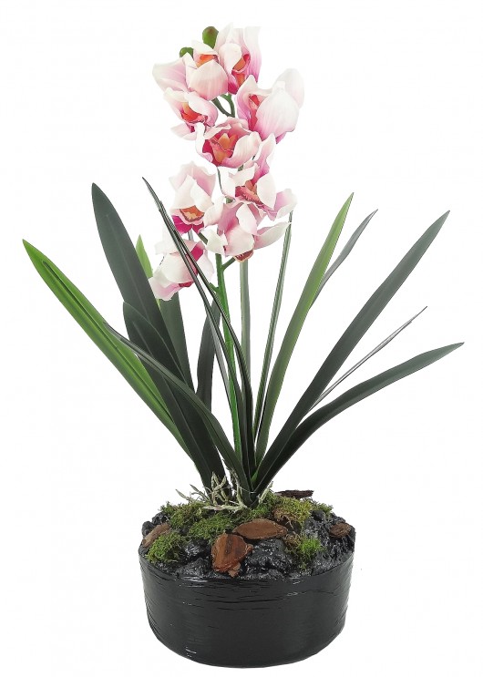 zestaw - cymbidium + wkład do donicy Decorativa