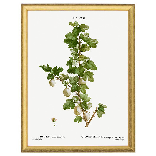 grafiki i ilustracje Botaniczne ilustracje - Agrest