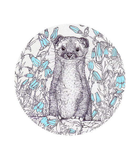 grafiki i ilustracje Gronostaj - Grafika na ścianę - Ilustracja