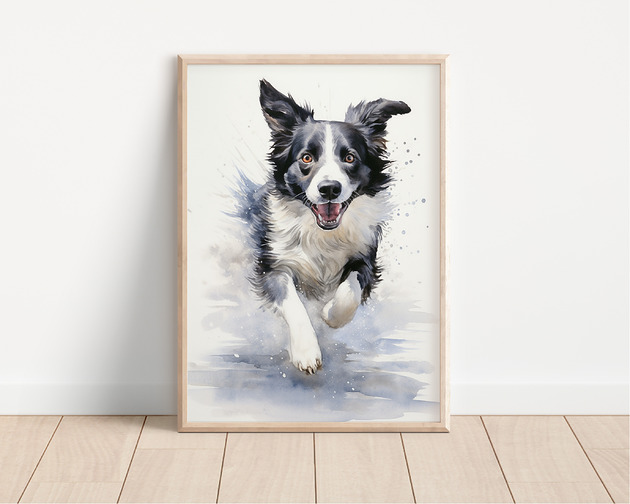 plakaty Plakat border collie