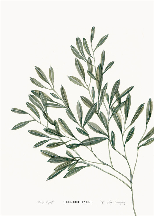 Oliwka 50x70 cm Margo Hupert