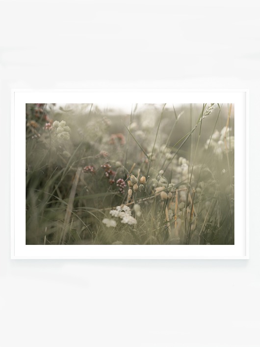 fotografia Łąka I
