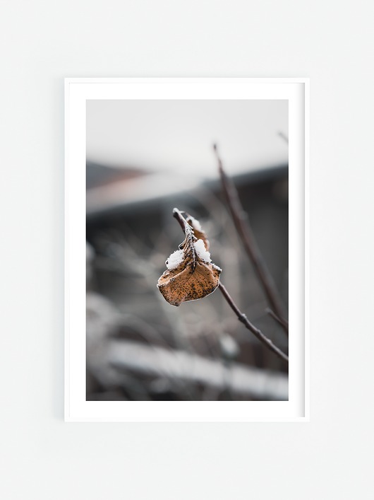 fotografia Ośnieżony liść I