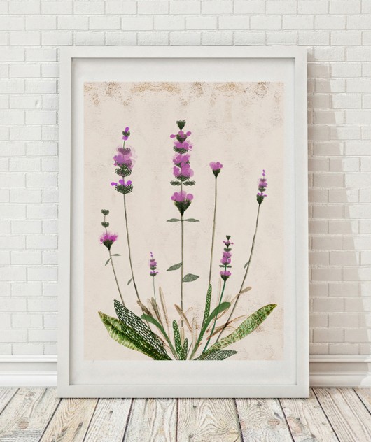 Lawenda | ilustracja botaniczna A4 Anita Tomala