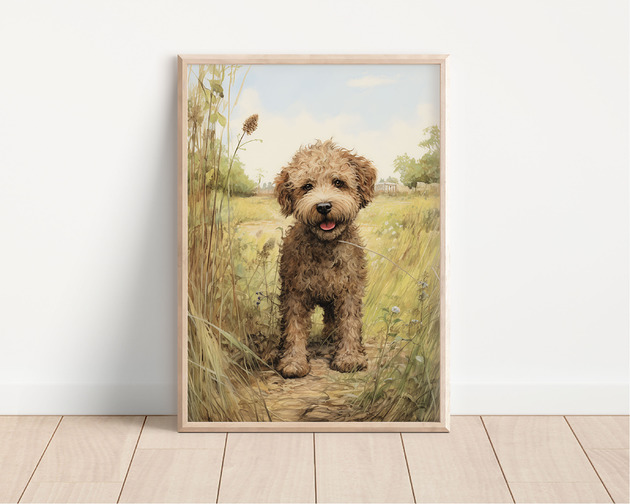 plakaty Plakat lagotto romagnolo