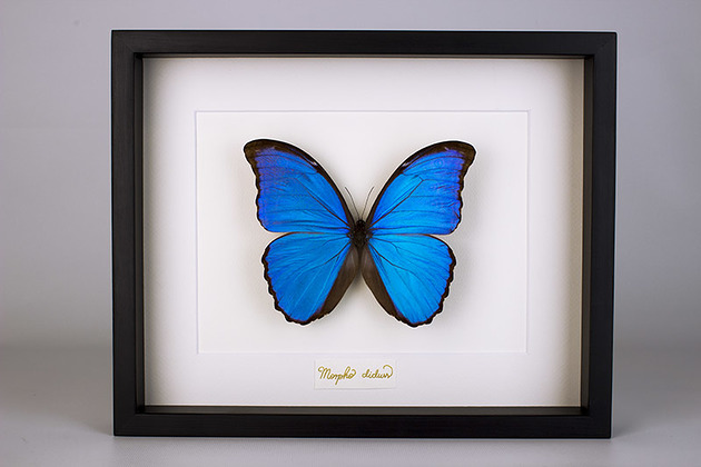 Motyl Morpho didius w czarnej gablocie Creative Farm