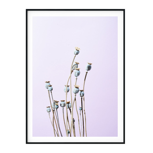 Plakat botaniczny Makówki myscandi