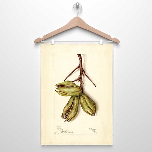 plakaty Plakat vintage orzech A4, 30x40