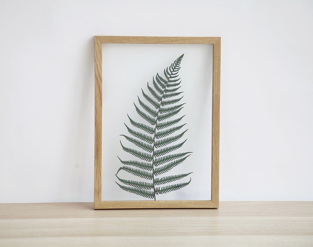 Fern w ramce dębowej L Plantsonwall
