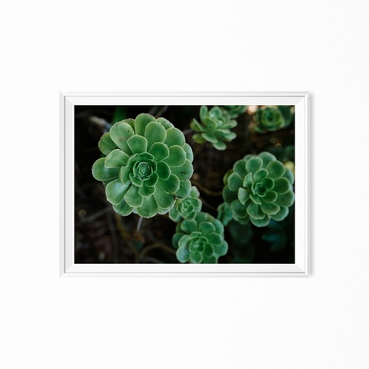 Plakat skandynawski botaniczny Sukulent myscandi
