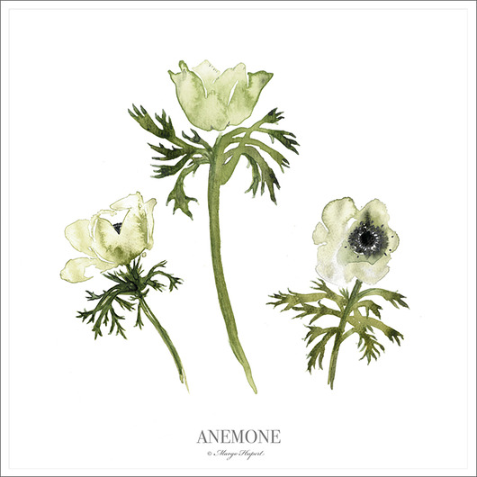 Anemone plakat/poster, wydruk cyfrowy Margo Hupert