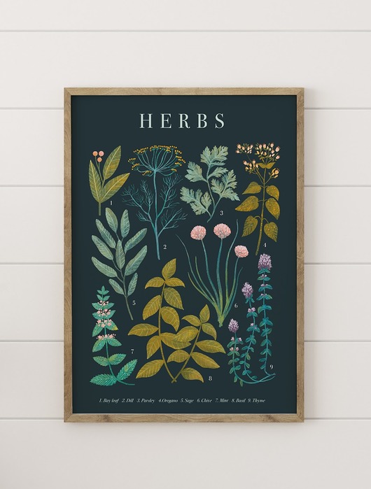 plakaty Plakat botaniczny "Herbs" 30x40