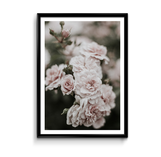 Plakat Róże 2  Bury Lis