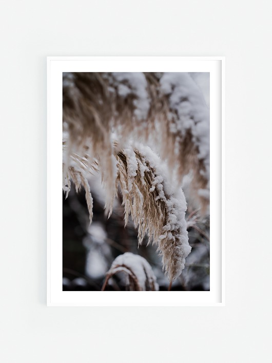 fotografia Trawy pod śniegiem