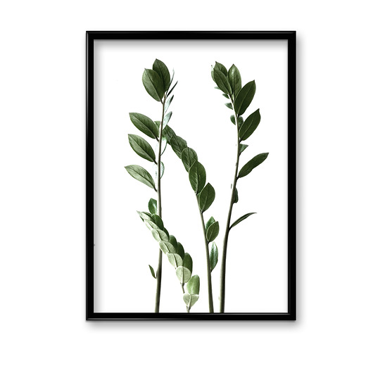Zamia plakat  Bury Lis