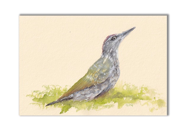 grafiki i ilustracje Dzięcioł zielony. Akwarela ręcznie malowana