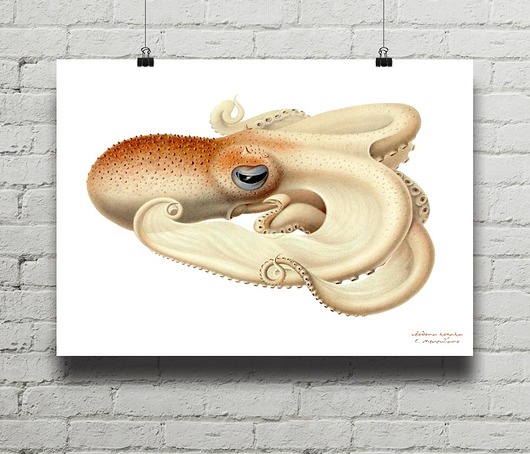 plakaty Ośmiornica Velodona - plakat giclee print