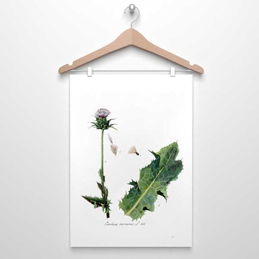 ilustracja ZIELNIK botanika