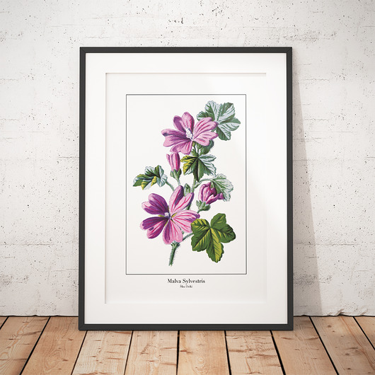 Plakat botaniczny Ślaz Dziki trochę na ścianę