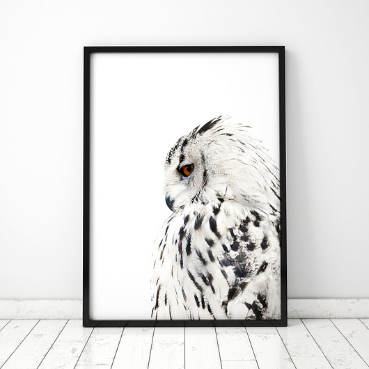 Plakat Biała sowa COLORMINT