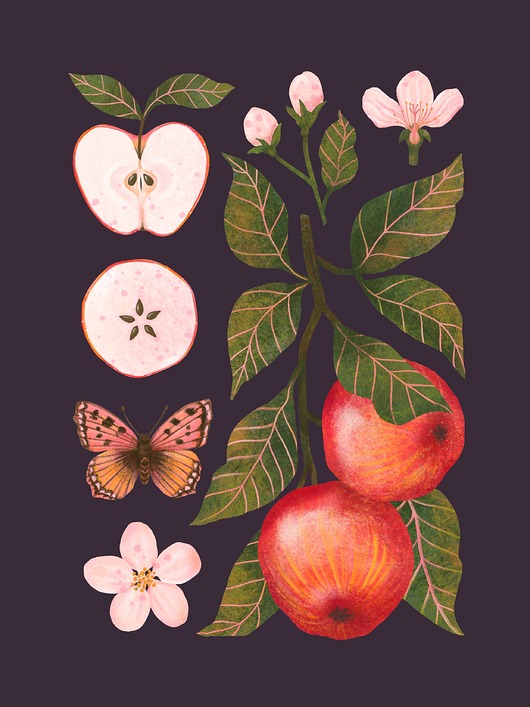 plakaty Plakat "Jabłka" śliwkowe tło 30x40 cm