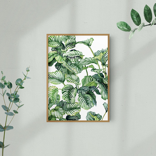 grafiki i ilustracje Kalatea - ilustracja botaniczna