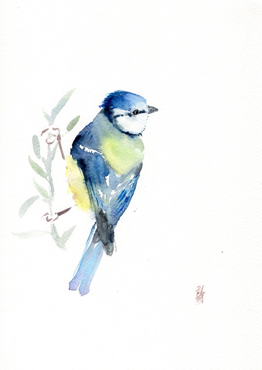 obrazy Oryginalna akwarela. Sikora modraszka