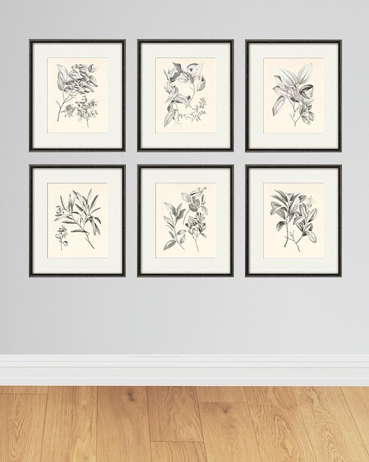 grafiki i ilustracje Zestaw Grafik Botanicznych Vintage