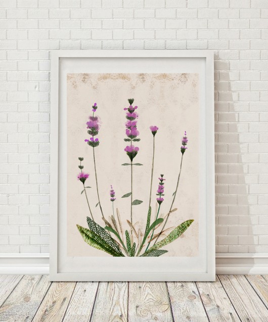Lawenda | ilustracja botaniczna A3 Anita Tomala