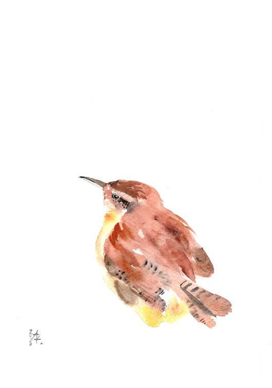 obrazy Oryginalna akwarela. Strzyżyk