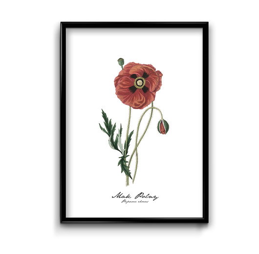 plakaty Plakat Mak Polny