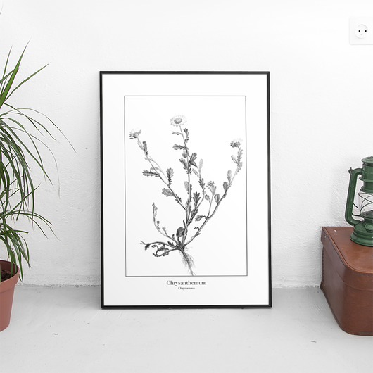 Plakat botaniczny Chryzantema trochę na ścianę