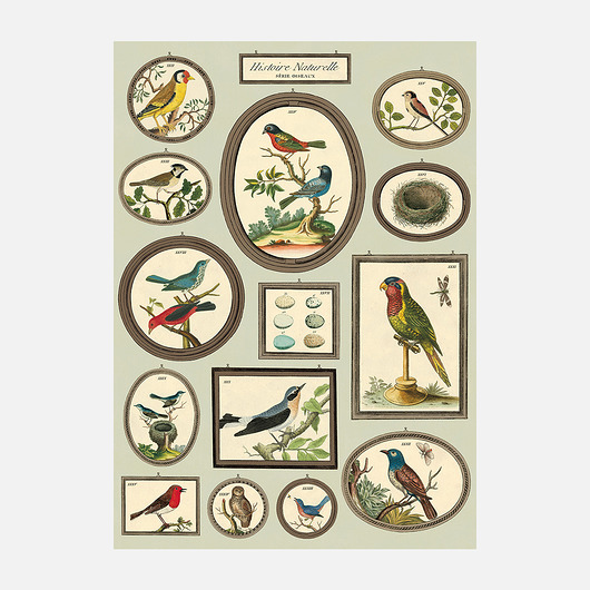 Historia Naturalna Ptaki WYDRAandCO