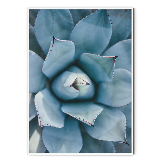 Plakat botaniczny Sukulent myscandi